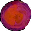 Pink and Orange Ball
